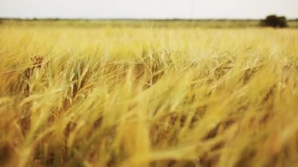 Campo de cereales con espiguillas de centeno maduro o trigo
 - Imágenes, Vídeo