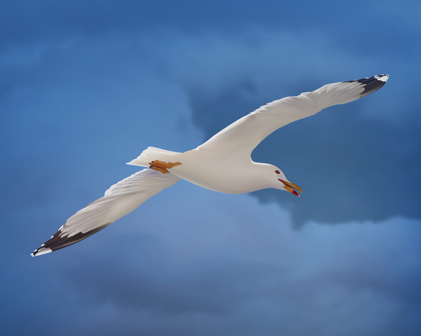 White seagull on blue sky. Vector - Vector, Image