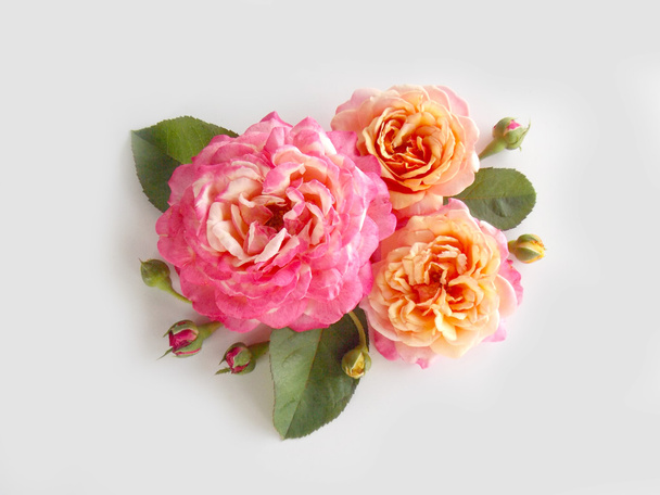 Krásné anglické růže  - Fotografie, Obrázek