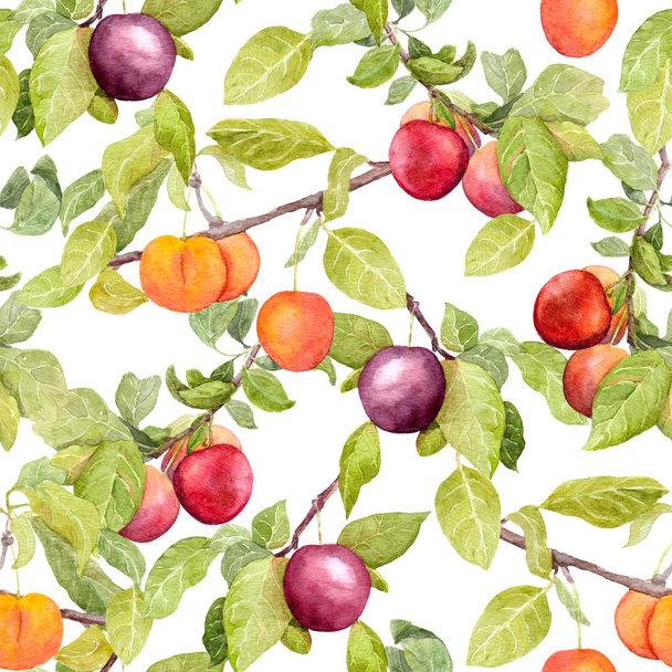 Fruits - plum, cherry, apples. Vintage seamless natural pattern. Watercolor - Photo, image