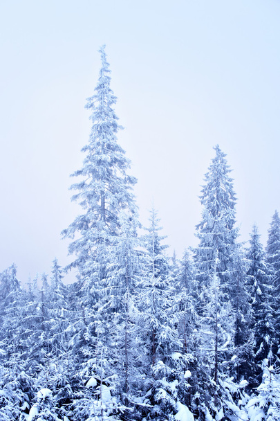 Winter forest - Photo, Image