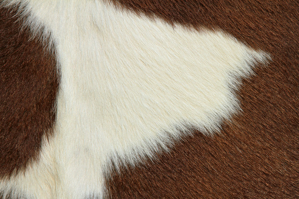Frammento di una pelle di una vacca
 - Foto, immagini