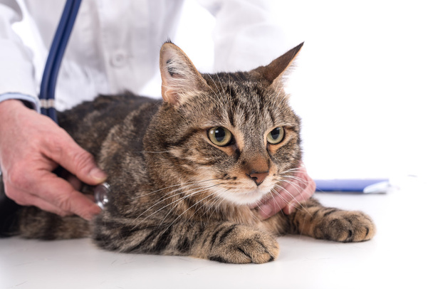 Veterinarian examining a cat - Fotó, kép