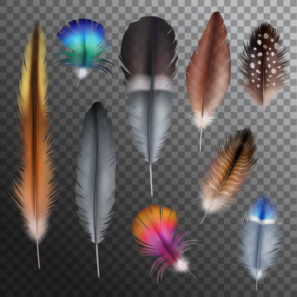 Feathers Realistic Transparent Set - Vector, Image