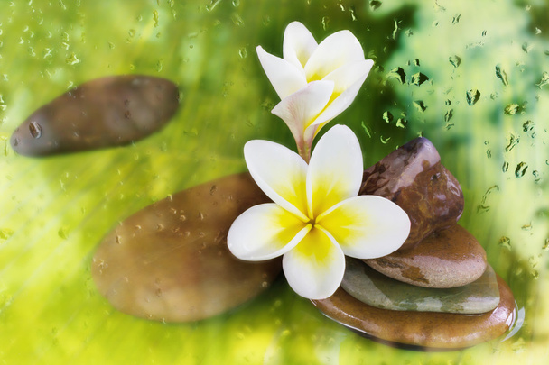 Flores plumeria na folha de banana verde e seixo com gota de água
 - Foto, Imagem