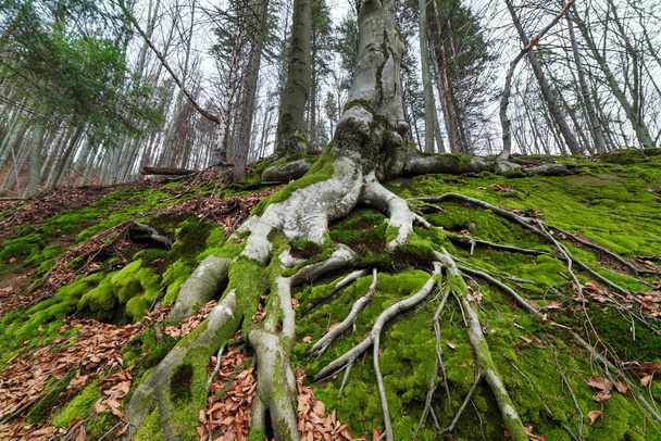 Дерево з коренями в красивому буковому лісі
 - Фото, зображення