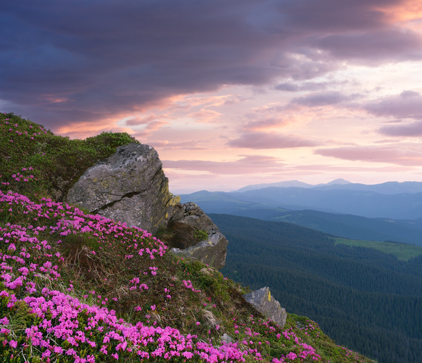 Paisagem de verão com flores rosa nas montanhas
 - Foto, Imagem