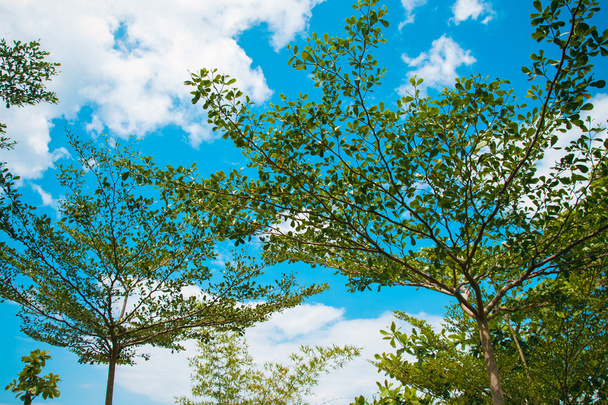 Coroas árvores contra o céu azul na praia tropical
 - Foto, Imagem