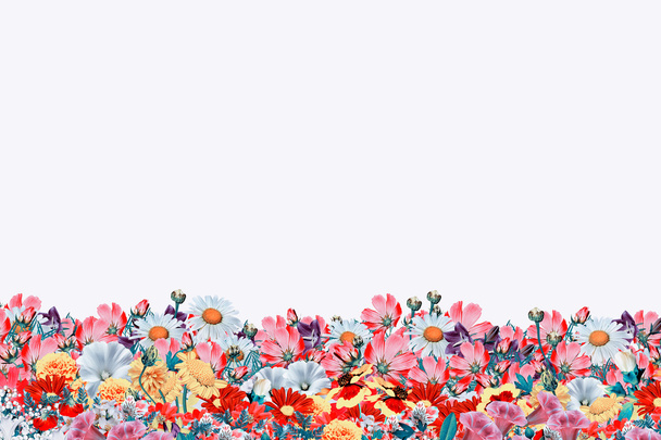 Heldere kleurrijke bloemen geïsoleerd op witte achtergrond. - Foto, afbeelding