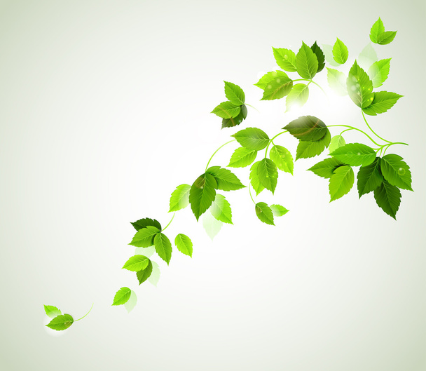 Summer branch with fresh green leaves - Vector, imagen