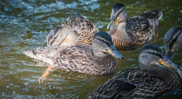 Young female Mallard ducks gaggling close up on Ottawa river.  - Zdjęcie, obraz