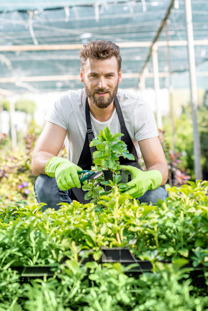 Jardineiro com plantas verdes no hotbed
 - Foto, Imagem