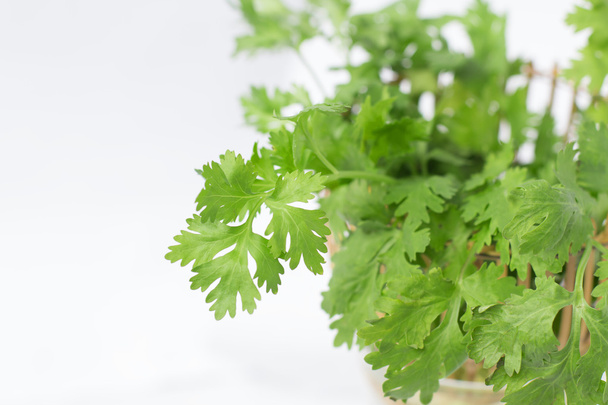 Green coriander leaves in basket - Photo, Image