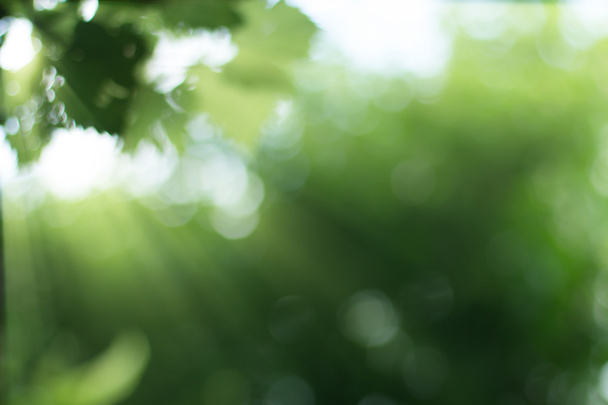 ışınları gündoğumu yeşil bitki ile orman arka plan bulanık - Fotoğraf, Görsel