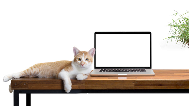 Katze sitzt mit leerem Laptop auf Holztisch isoliert auf weiß - Foto, Bild