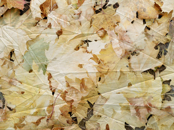 Texture of Maple leaves in autumn - Foto, Bild