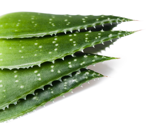Aloe leaves - Foto, Bild