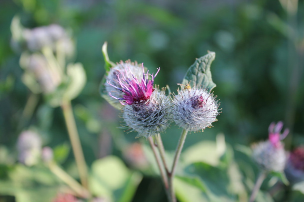 Burr (arctium fındık) çiçek - Fotoğraf, Görsel