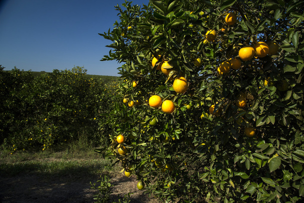 Plantaciones de naranja. Agricultura
. - Foto, imagen