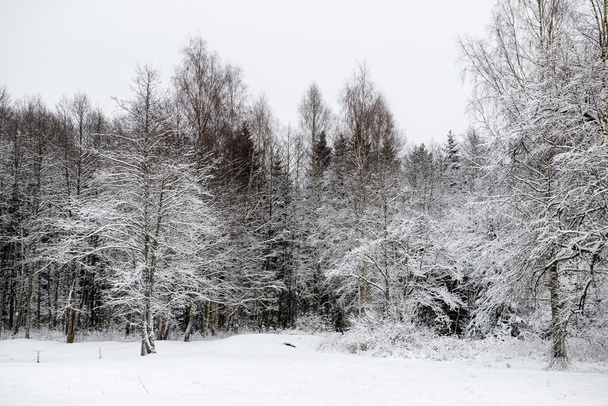 snowy orman manzarasına. uzak ufuk - Fotoğraf, Görsel