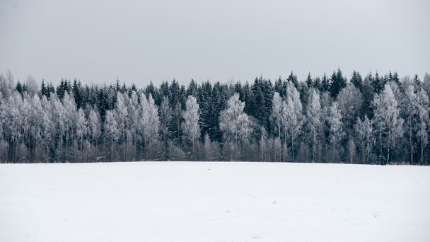 雪に覆われた森のパノラマ風景。はるかな地平線 - 写真・画像