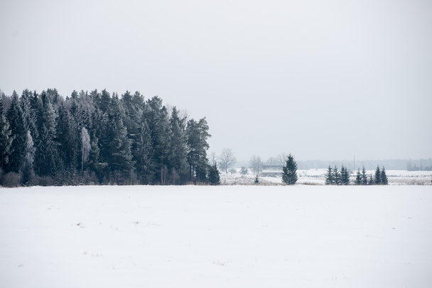 panoramatický pohled ze zasněženého lesa. daleko na obzoru - Fotografie, Obrázek