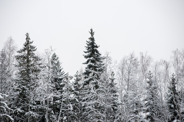 panoramic view of snowy forest. far horizon - Photo, Image