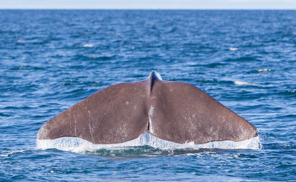 ダイビング マッコウクジラの尻尾 - 写真・画像