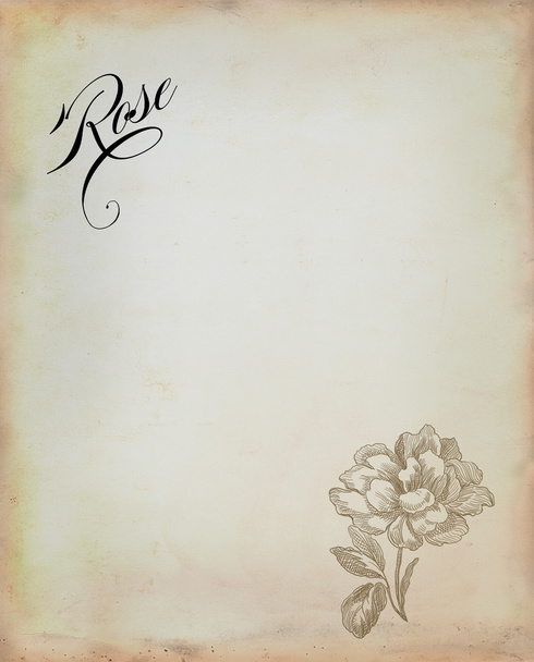 Old rose illustration - Valokuva, kuva