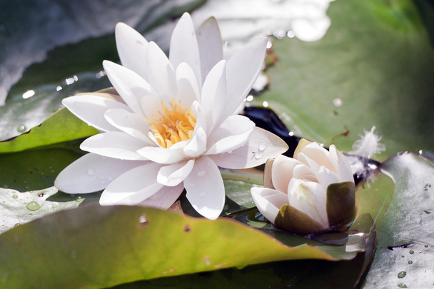White water lily - Photo, Image