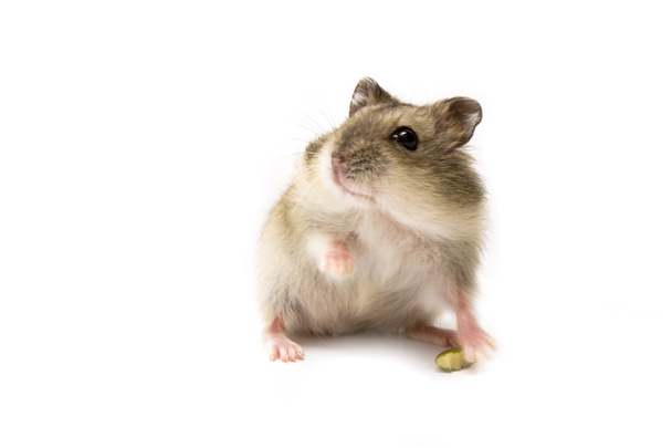 Hamsterin vauva haistaa
 - Valokuva, kuva