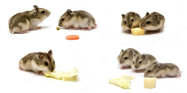 Kolaj yeme hamster - Fotoğraf, Görsel