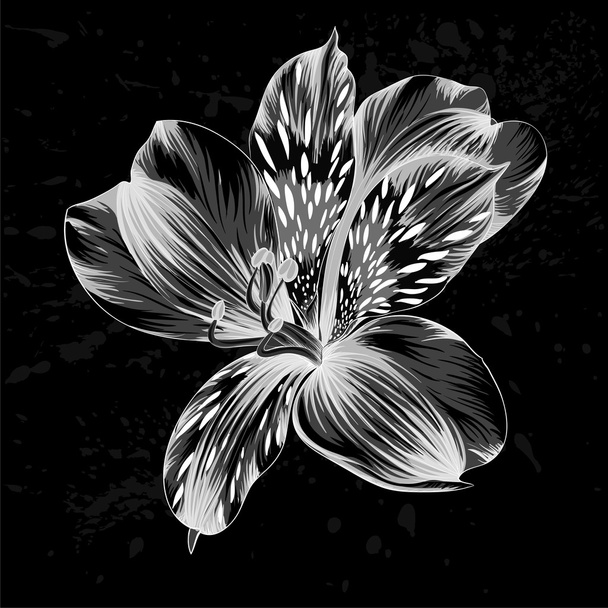 güzel tek renkli, siyah ve beyaz Alstroemeria çiçek - Vektör, Görsel
