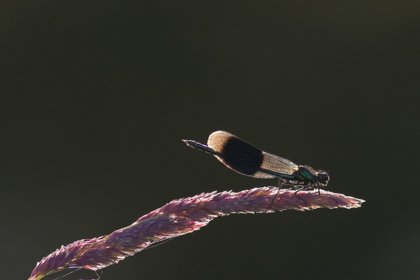 Férfi sávos szitakötő egyenlő szárnyú szitakötők (Calopteryx splendens) sötét háttér - Fotó, kép