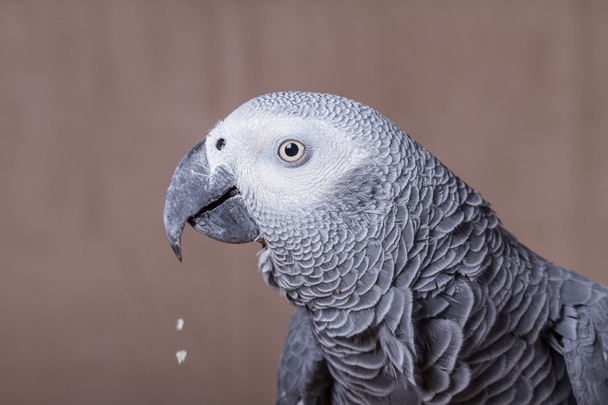 African Grey Parrot eating a nut - Photo, Image