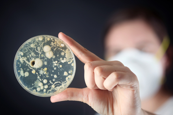 Examining bacteria in a petri dish - Photo, Image