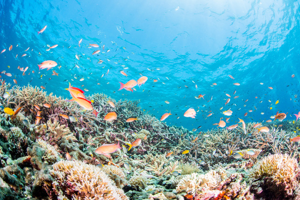 Fishes swims in a coral reef - Photo, Image