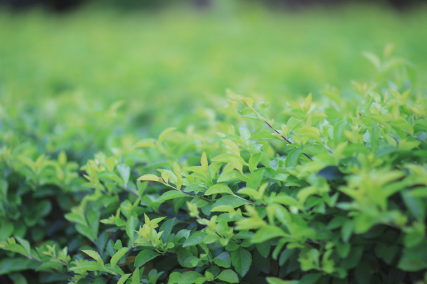 pianta verde, sfondo trifoglio verde
 - Foto, immagini