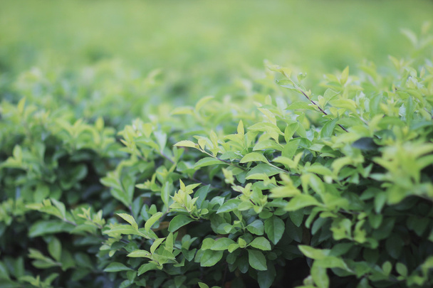 pianta verde, sfondo trifoglio verde
 - Foto, immagini