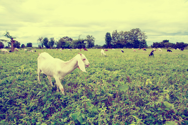 Keçi çiftliği otlatma  - Fotoğraf, Görsel