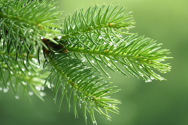 Pine branch with raindrops - Photo, Image