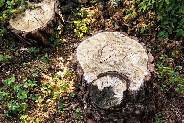 Detalhe de tocos de árvore, tema ambiental
 - Foto, Imagem