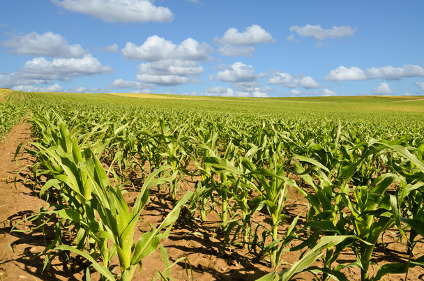 Молоде кукурудзяне поле навесні
 - Фото, зображення