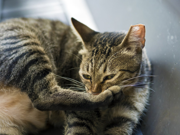 tabby gatto gratta un prurito
 - Foto, immagini