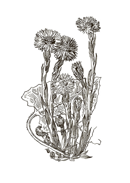 Vector images of medicinal plants. Detailed botanical illustration for your design. Coltsfoot. - ベクター画像