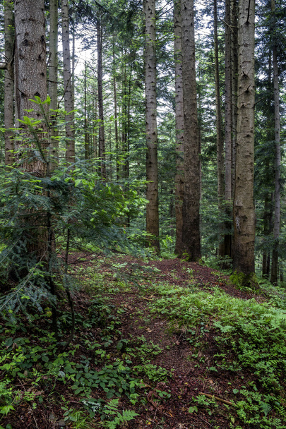in the spruce forest - Zdjęcie, obraz