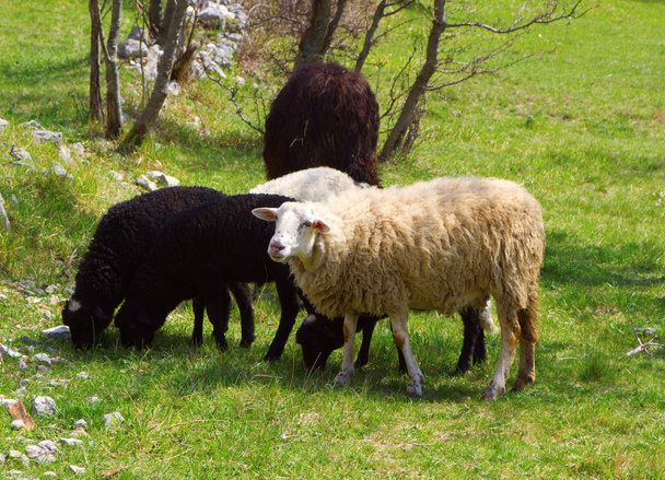 White sheep with black sheeps - Photo, Image