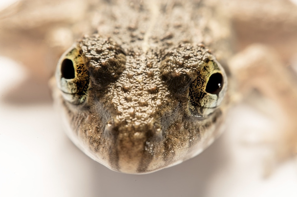 Frogs white background, Close-up, macro photos - Photo, Image