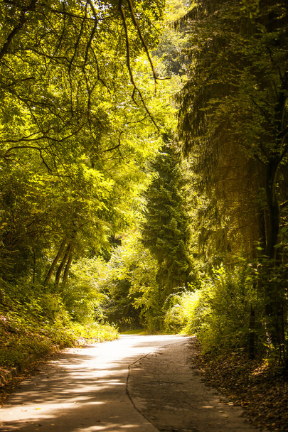 summer walk in the woods - Foto, imagen