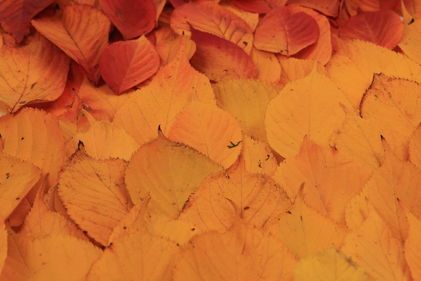 herfst bladeren achtergrond - Foto, afbeelding